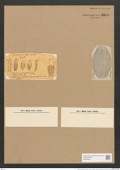 Amphora lineata Greg. (de-Toni-Nr.: Genus 36, Species 1557) Zeichnungen Sammlung Grunow Nr. 3004 (NHMW-BOT-W0370380)